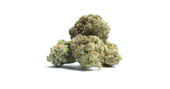  Mint Cookies Premium Cannabis Flower